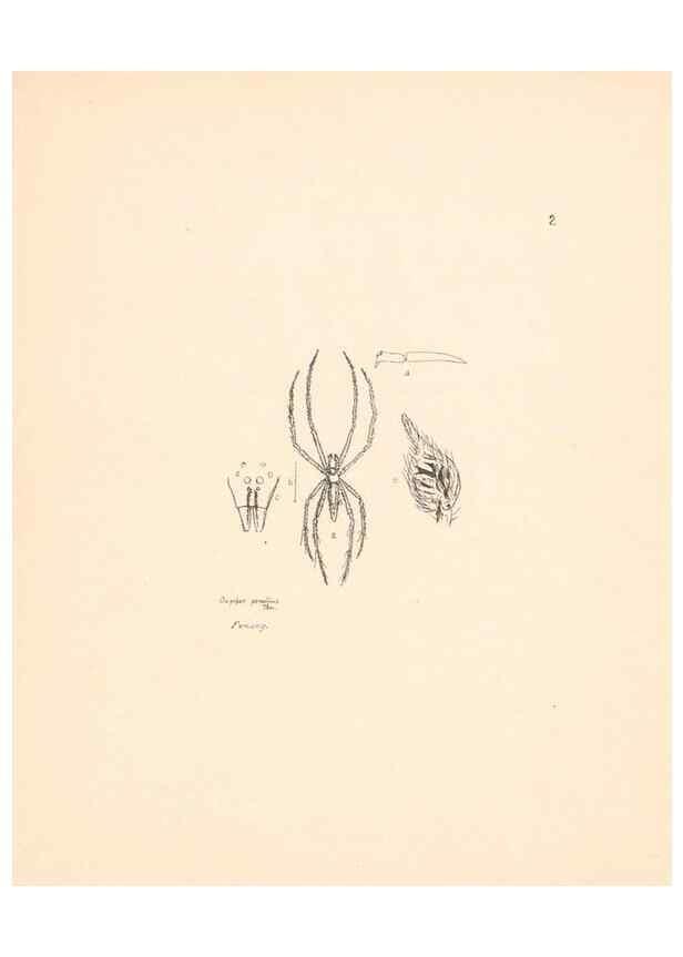 Reproducción/Reproduction 24542928055: Malaysian spiders.. Belfast :T. Workman,1896-1900.