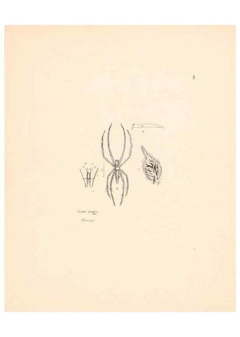 Reproducción/Reproduction 24542928055: Malaysian spiders.. Belfast :T. Workman,1896-1900.