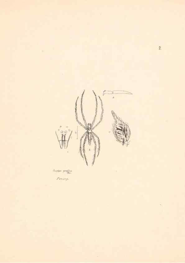 Reproducción/Reproduction 24542928055: Malaysian spiders.. Belfast :T. Workman,1896-1900.
