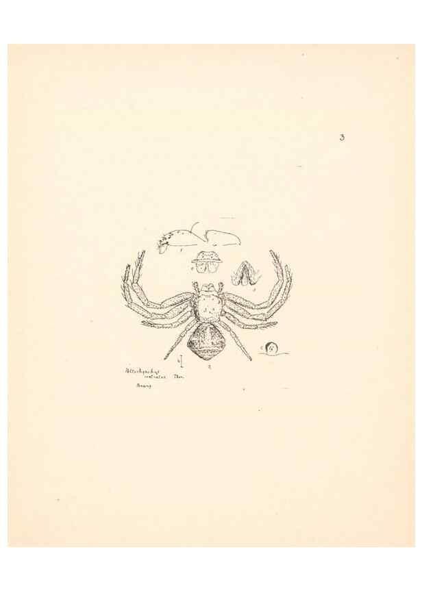 Reproducción/Reproduction 24247388750: Malaysian spiders.. Belfast :T. Workman,1896-1900.