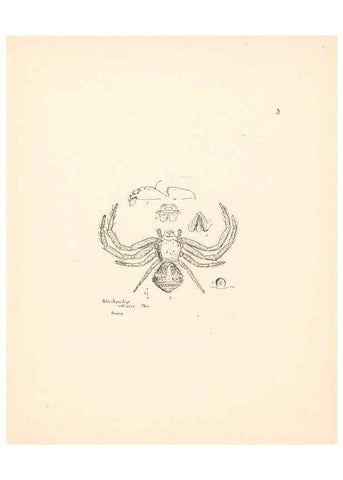 Reproducción/Reproduction 24247388750: Malaysian spiders.. Belfast :T. Workman,1896-1900.
