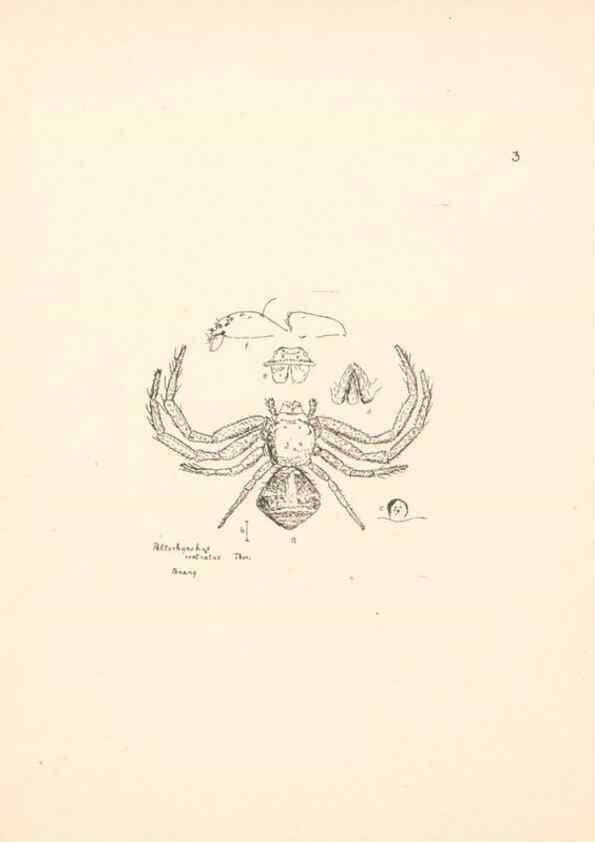 Reproducción/Reproduction 24247388750: Malaysian spiders.. Belfast :T. Workman,1896-1900.
