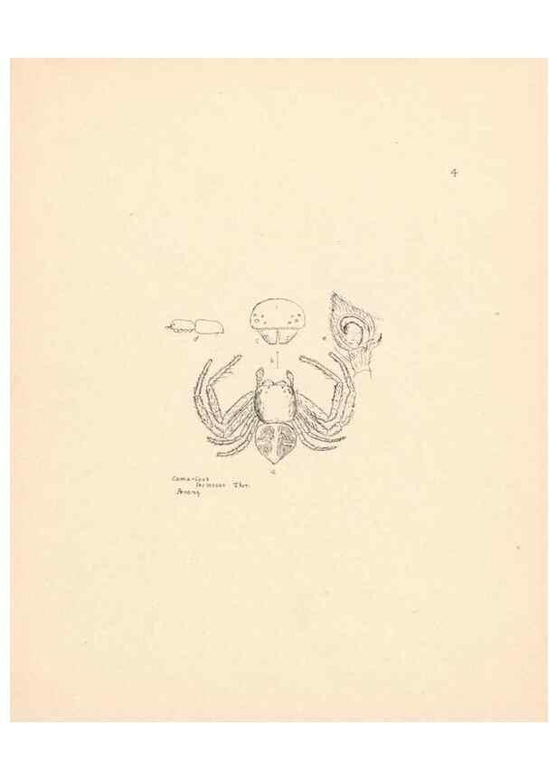 Reproducción/Reproduction 24175165319: Malaysian spiders.. Belfast :T. Workman,1896-1900.