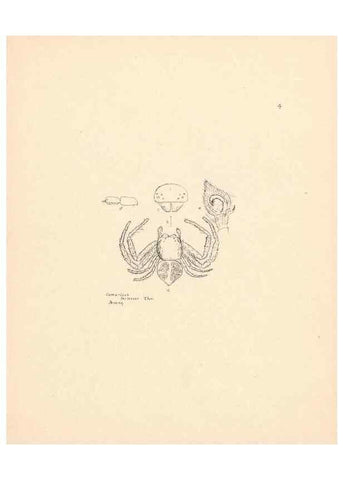 Reproducción/Reproduction 24175165319: Malaysian spiders.. Belfast :T. Workman,1896-1900.