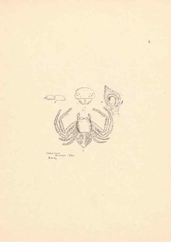 Reproducción/Reproduction 24175165319: Malaysian spiders.. Belfast :T. Workman,1896-1900.