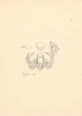 Reproducción/Reproduction 24175165319: Malaysian spiders.. Belfast :T. Workman,1896-1900.