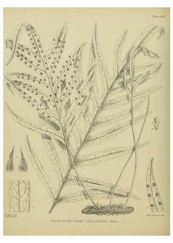 Reproducción/Reproduction 23839474332: Illustrations of the New Zealand flora /. Wellington :John Mackay, Govt. Printer,1914.