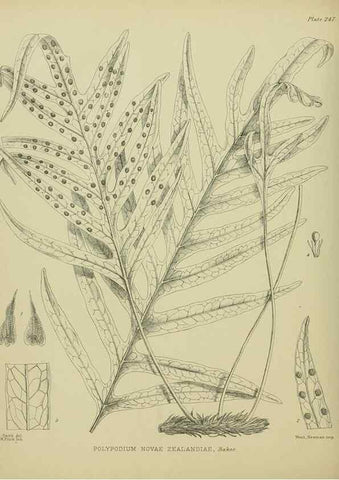 Reproducción/Reproduction 23839474332: Illustrations of the New Zealand flora /. Wellington :John Mackay, Govt. Printer,1914.