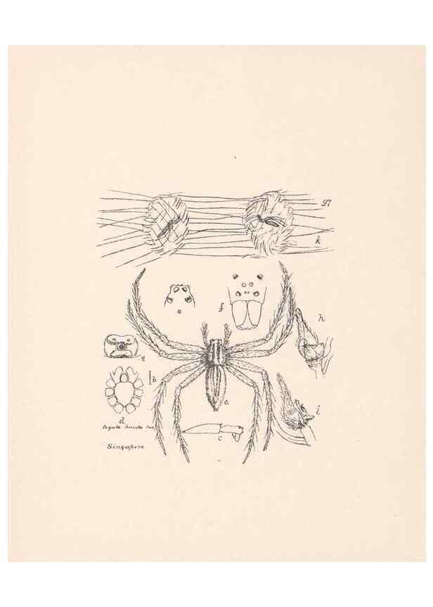 Reproducción/Reproduction 24247651310: Malaysian spiders.. Belfast :T. Workman,1896-1900.