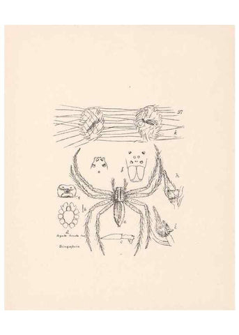 Reproducción/Reproduction 24247651310: Malaysian spiders.. Belfast :T. Workman,1896-1900.