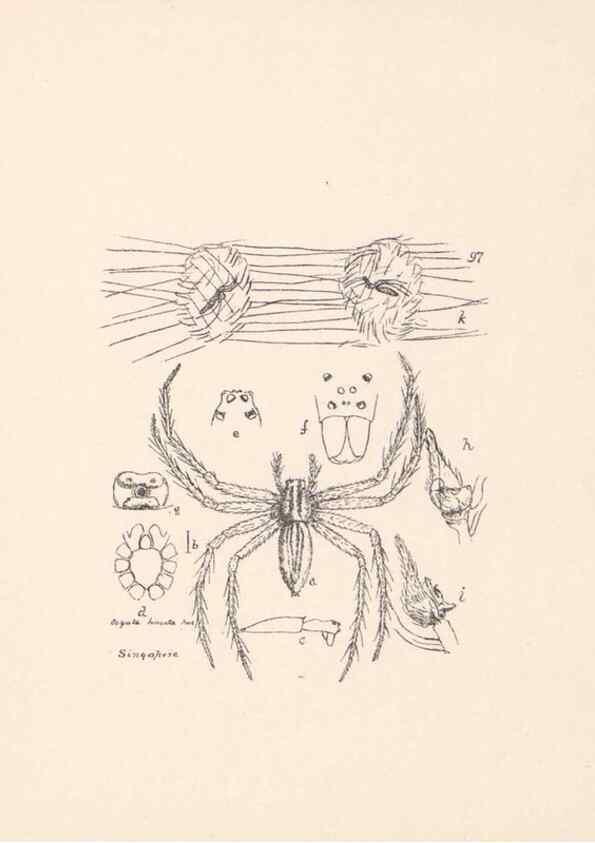 Reproducción/Reproduction 24247651310: Malaysian spiders.. Belfast :T. Workman,1896-1900.