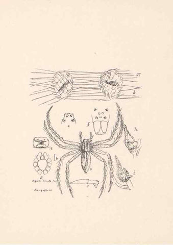 Reproducción/Reproduction 24247651310: Malaysian spiders.. Belfast :T. Workman,1896-1900.