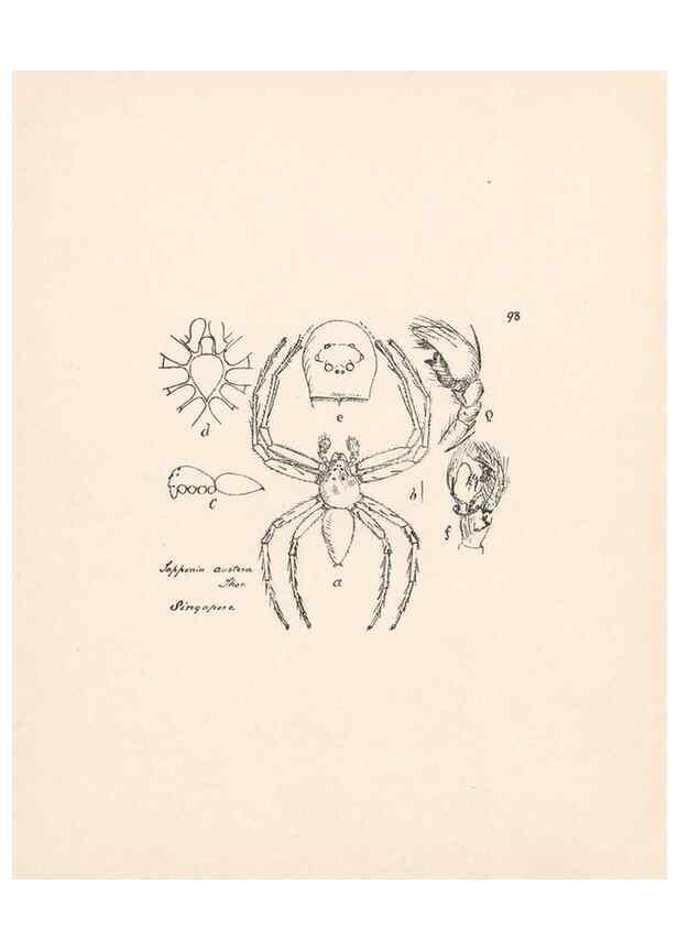 Reproducción/Reproduction 24434902902: Malaysian spiders.. Belfast :T. Workman,1896-1900.