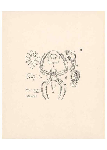 Reproducción/Reproduction 24434902902: Malaysian spiders.. Belfast :T. Workman,1896-1900.