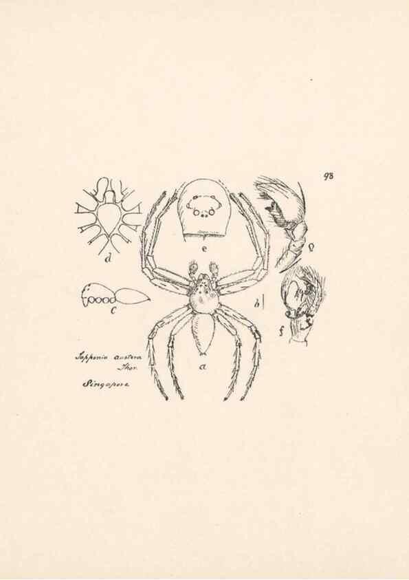 Reproducción/Reproduction 24434902902: Malaysian spiders.. Belfast :T. Workman,1896-1900.