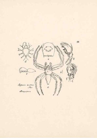 Reproducción/Reproduction 24434902902: Malaysian spiders.. Belfast :T. Workman,1896-1900.