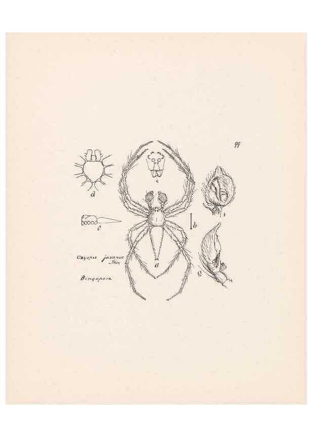 Reproducción/Reproduction 24460871601: Malaysian spiders.. Belfast :T. Workman,1896-1900.