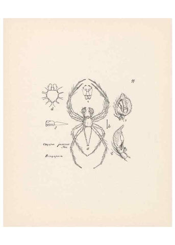 Reproducción/Reproduction 24460871601: Malaysian spiders.. Belfast :T. Workman,1896-1900.