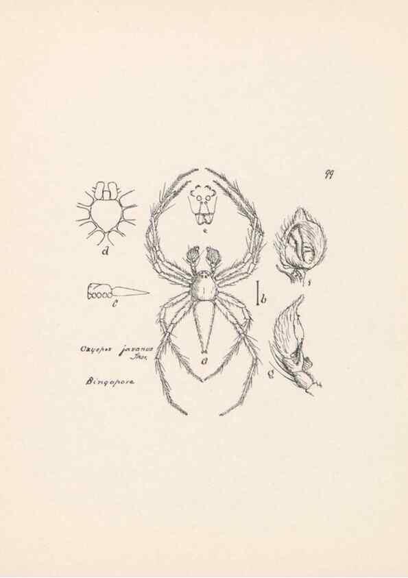 Reproducción/Reproduction 24460871601: Malaysian spiders.. Belfast :T. Workman,1896-1900.