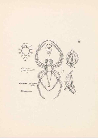 Reproducción/Reproduction 24460871601: Malaysian spiders.. Belfast :T. Workman,1896-1900.