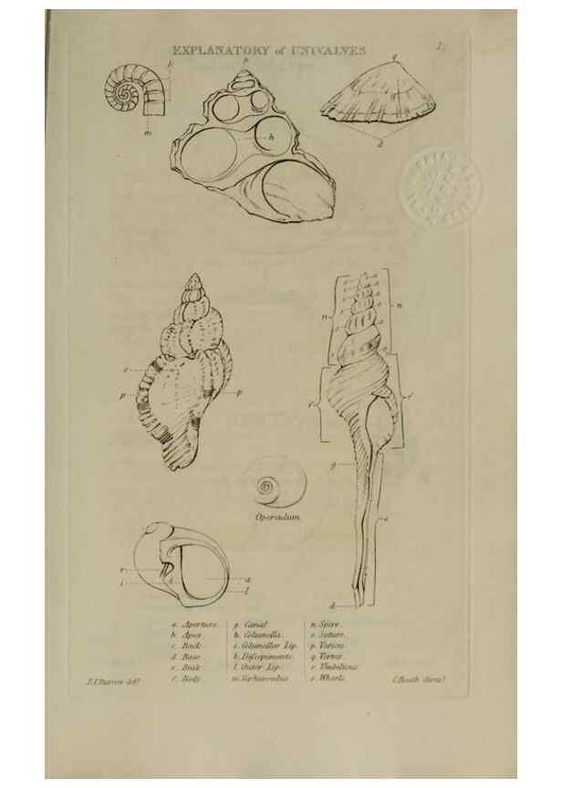 Reproducción/Reproduction 24351357520: Elements of conchology :. London :J. Duncan,1844.