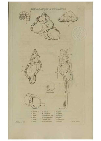 Reproducción/Reproduction 24351357520: Elements of conchology :. London :J. Duncan,1844.