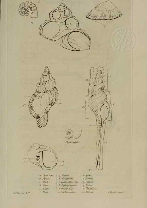 Reproducción/Reproduction 24351357520: Elements of conchology :. London :J. Duncan,1844.