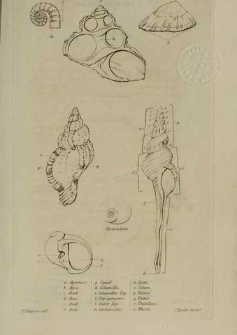 Reproducción/Reproduction 24351357520: Elements of conchology :. London :J. Duncan,1844.