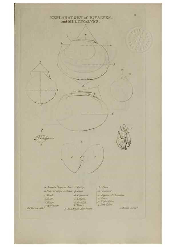 Reproducción/Reproduction 24351359500: Elements of conchology :. London :J. Duncan,1844.