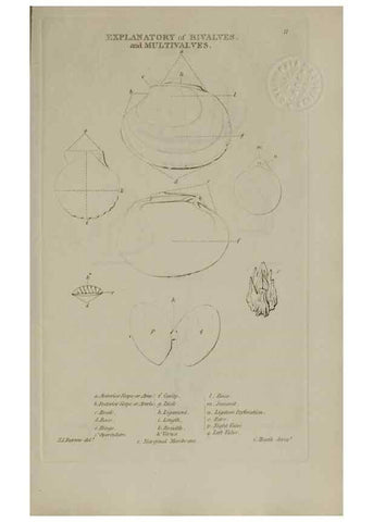 Reproducción/Reproduction 24351359500: Elements of conchology :. London :J. Duncan,1844.