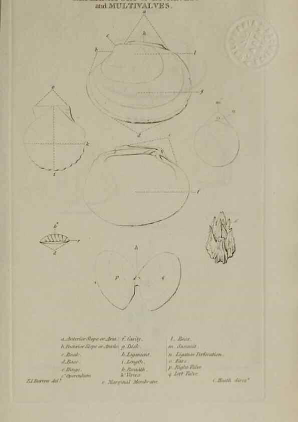 Reproducción/Reproduction 24351359500: Elements of conchology :. London :J. Duncan,1844.