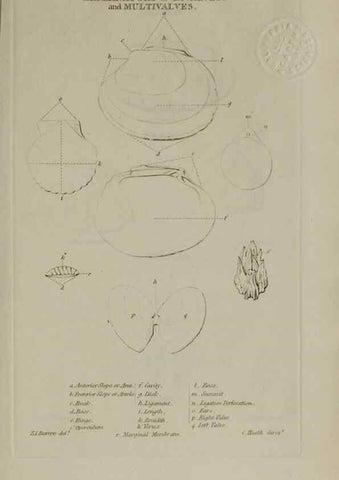 Reproducción/Reproduction 24351359500: Elements of conchology :. London :J. Duncan,1844.