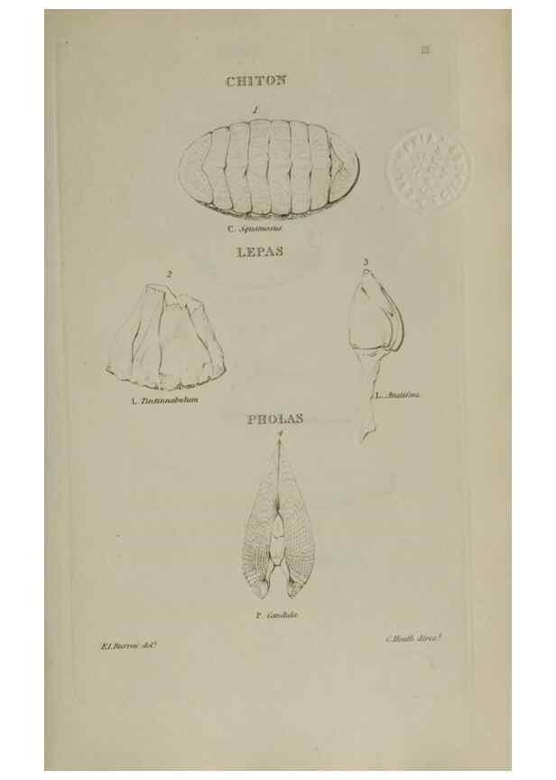Reproducción/Reproduction 24351361190: Elements of conchology :. London :J. Duncan,1844.