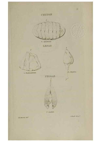 Reproducción/Reproduction 24351361190: Elements of conchology :. London :J. Duncan,1844.