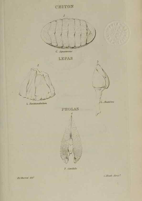 Reproducción/Reproduction 24351361190: Elements of conchology :. London :J. Duncan,1844.