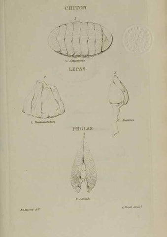 Reproducción/Reproduction 24351361190: Elements of conchology :. London :J. Duncan,1844.