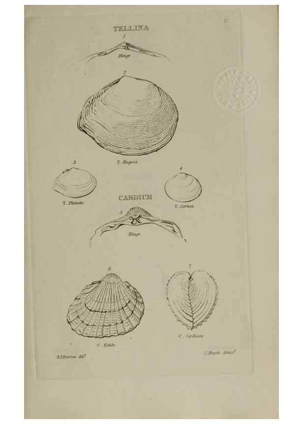 Reproducción/Reproduction 24646901445: Elements of conchology :. London :J. Duncan,1844.