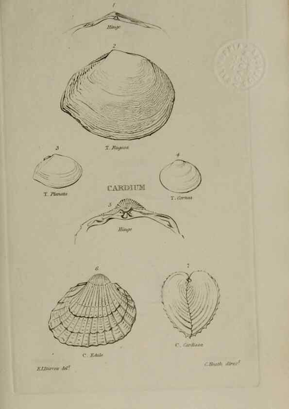 Reproducción/Reproduction 24646901445: Elements of conchology :. London :J. Duncan,1844.