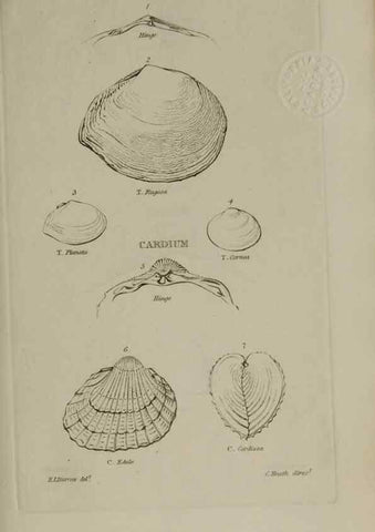 Reproducción/Reproduction 24646901445: Elements of conchology :. London :J. Duncan,1844.