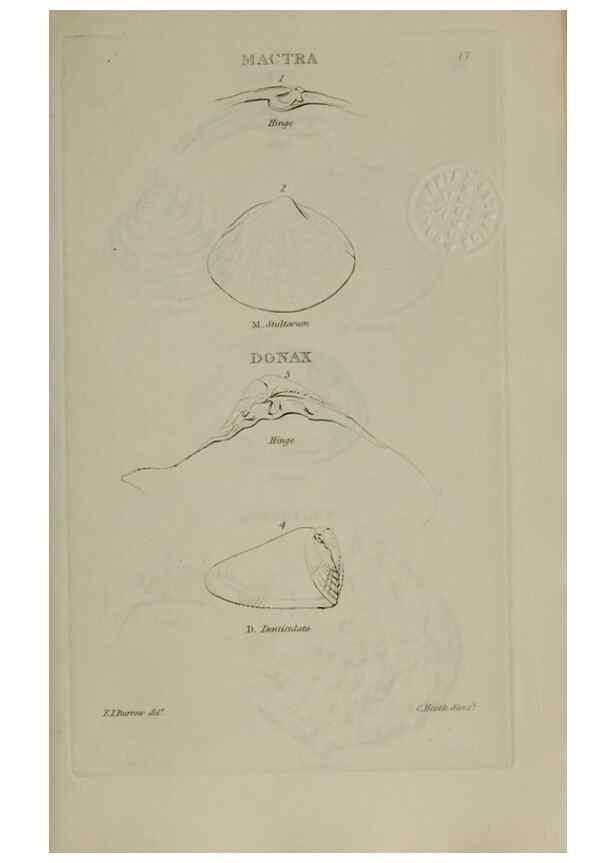 Reproducción/Reproduction 24538543022: Elements of conchology :. London :J. Duncan,1844.
