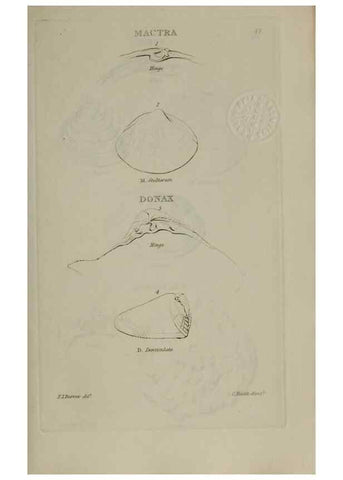 Reproducción/Reproduction 24538543022: Elements of conchology :. London :J. Duncan,1844.
