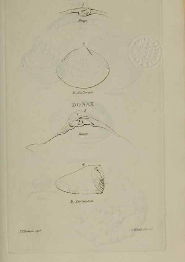 Reproducción/Reproduction 24538543022: Elements of conchology :. London :J. Duncan,1844.