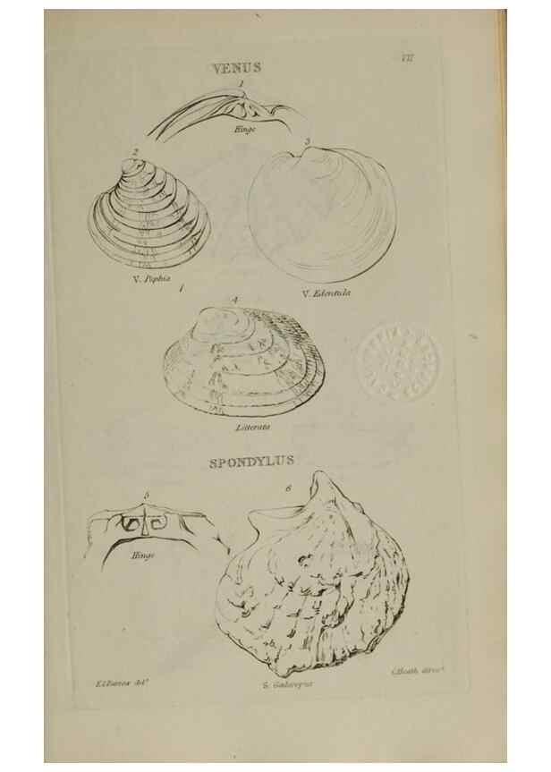 Reproducción/Reproduction 24564723151: Elements of conchology :. London :J. Duncan,1844.