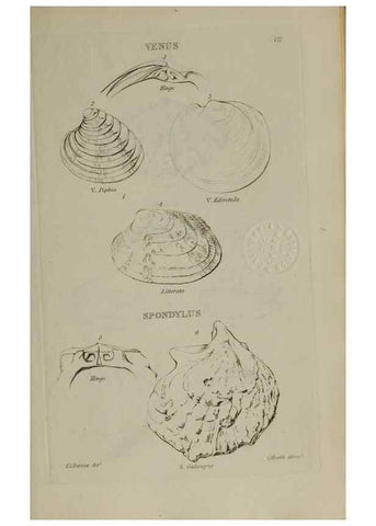 Reproducción/Reproduction 24564723151: Elements of conchology :. London :J. Duncan,1844.