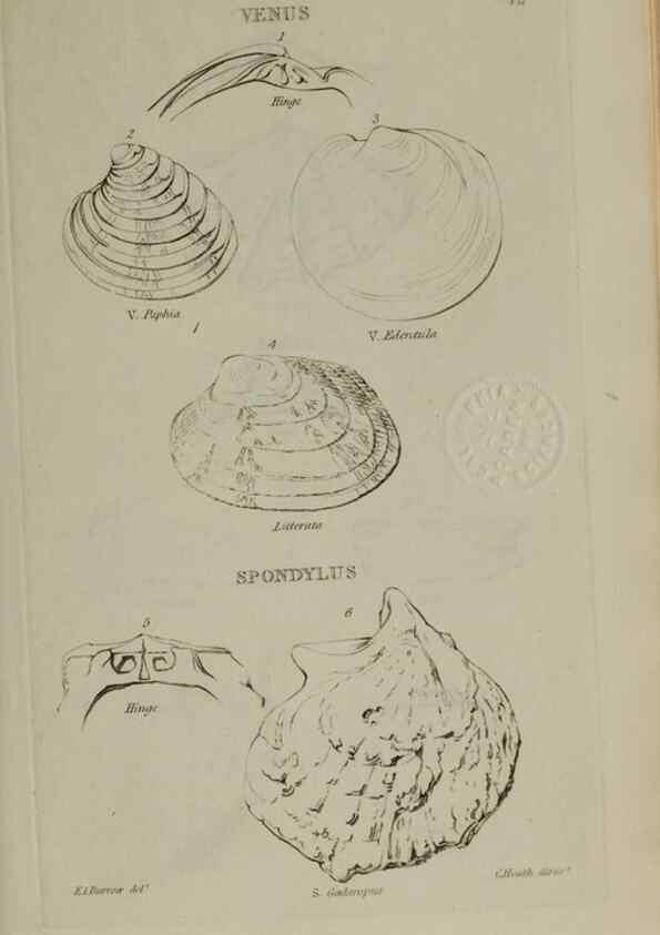 Reproducción/Reproduction 24564723151: Elements of conchology :. London :J. Duncan,1844.