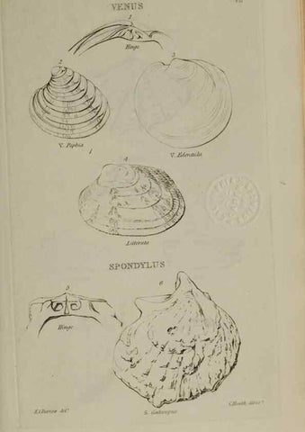 Reproducción/Reproduction 24564723151: Elements of conchology :. London :J. Duncan,1844.