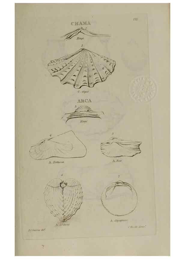 Reproducción/Reproduction 24351378110: Elements of conchology :. London :J. Duncan,1844.