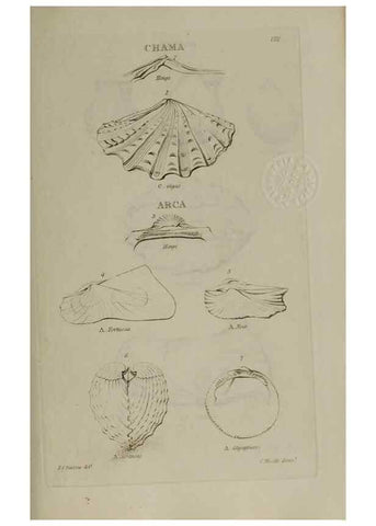 Reproducción/Reproduction 24351378110: Elements of conchology :. London :J. Duncan,1844.