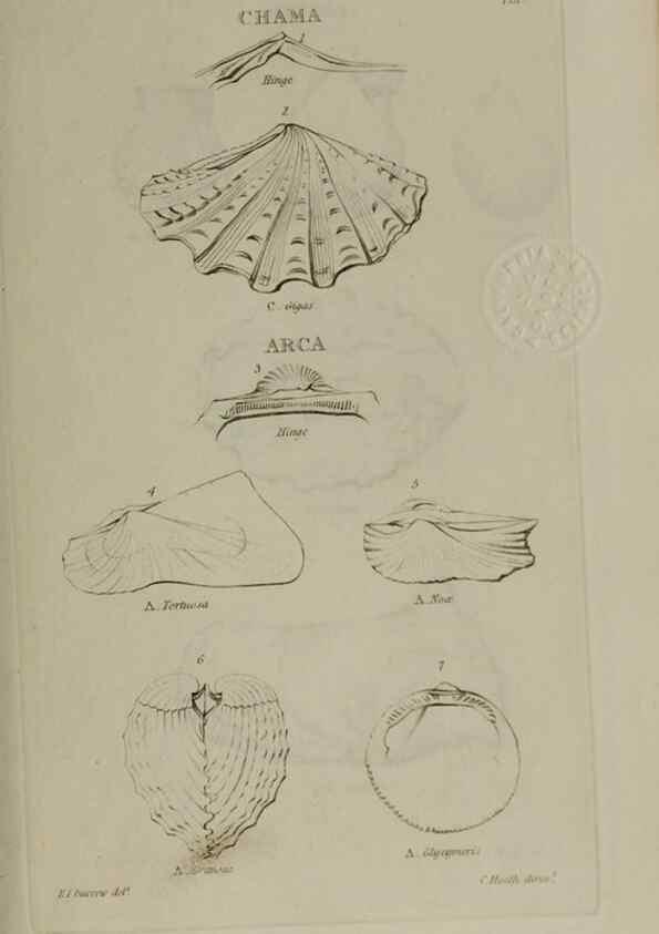 Reproducción/Reproduction 24351378110: Elements of conchology :. London :J. Duncan,1844.