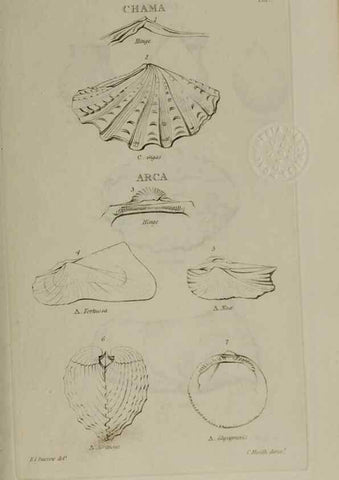 Reproducción/Reproduction 24351378110: Elements of conchology :. London :J. Duncan,1844.